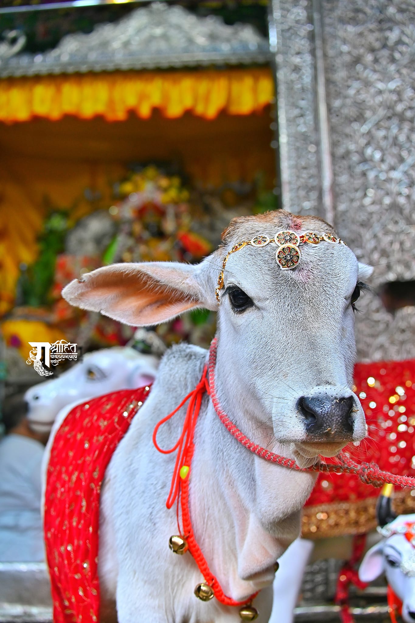 गोपाष्टमी गौचारन के पद